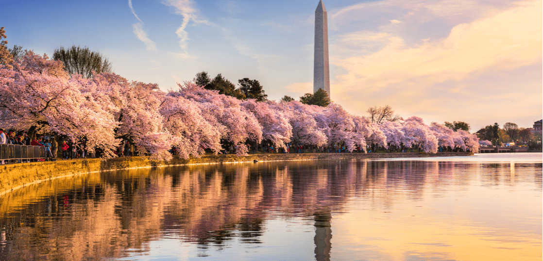 ワシントンDCの桜並木
